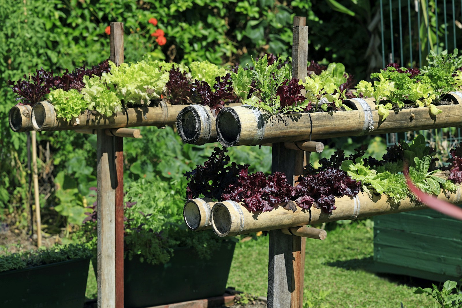 Herbs growing in bamboo containers