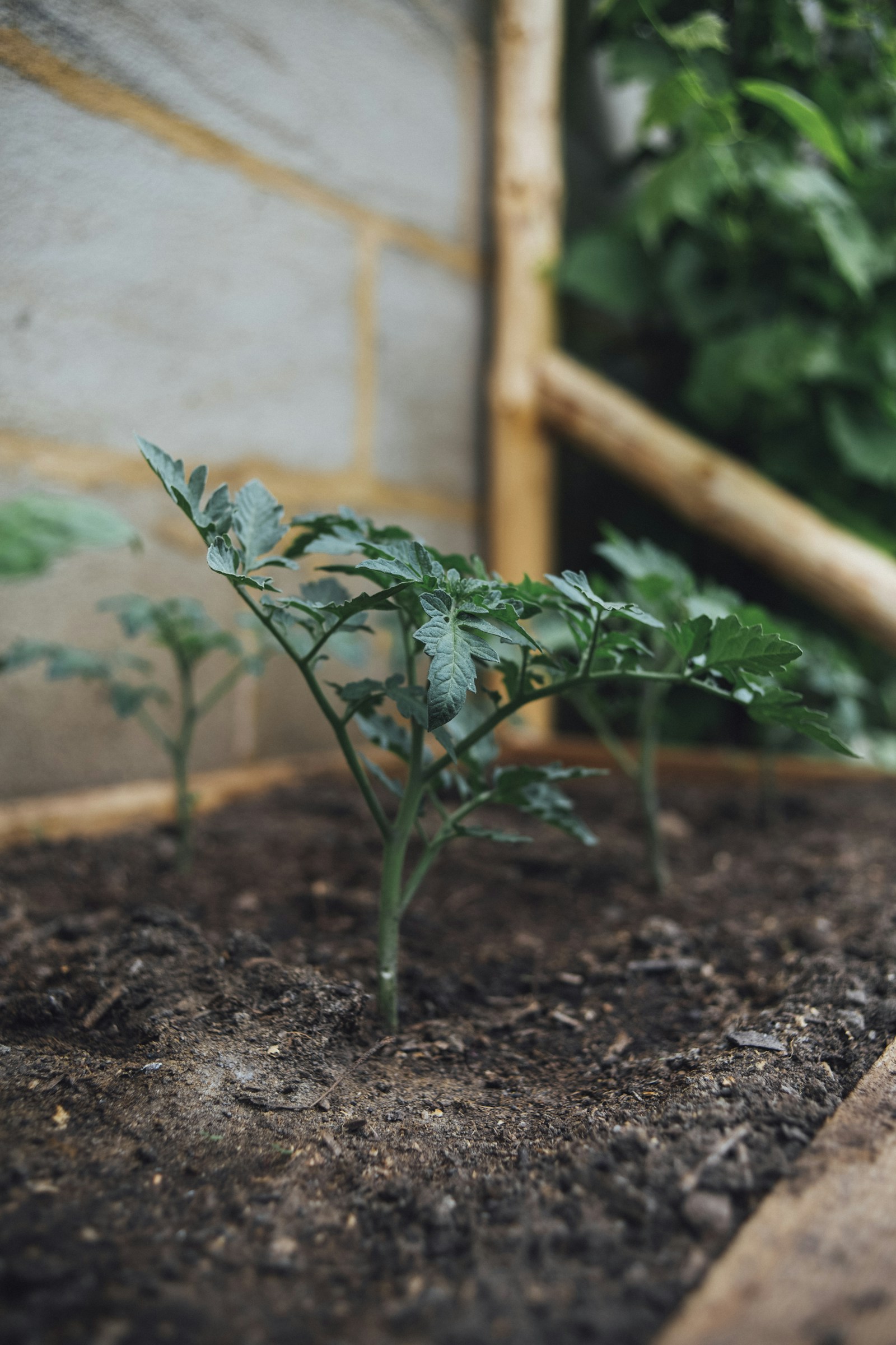 Young plants growing in soil